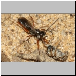 Agenioideus cinctellus - Wegwespe mit Spinne 03a - Sandgrube Niedringhaussee.jpg
